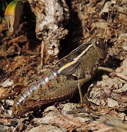 Pyrenean Pincer Grasshopper – Paracaloptenus bolivari (female)